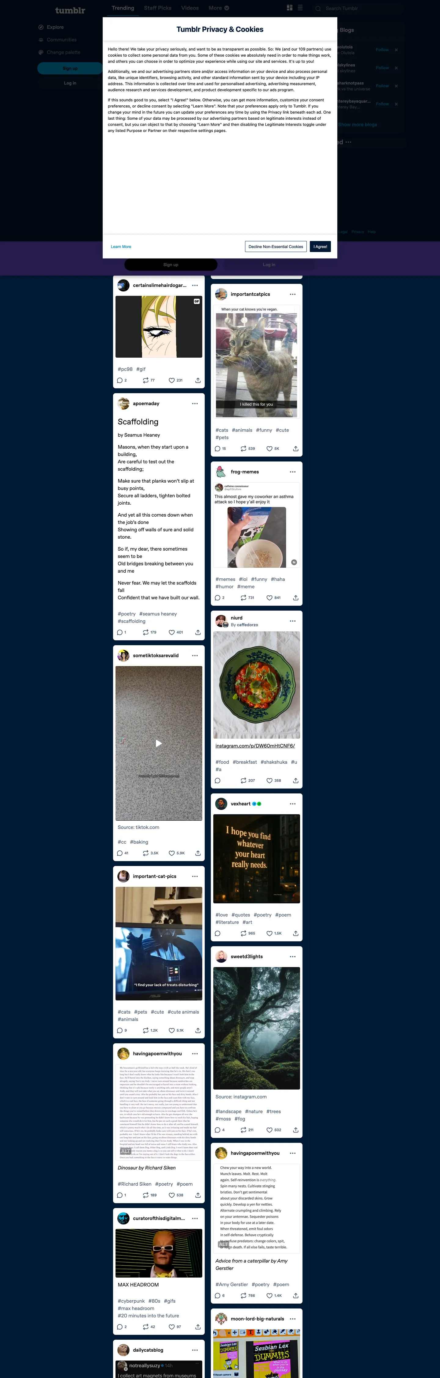 Tumblr's website at tumblr.com